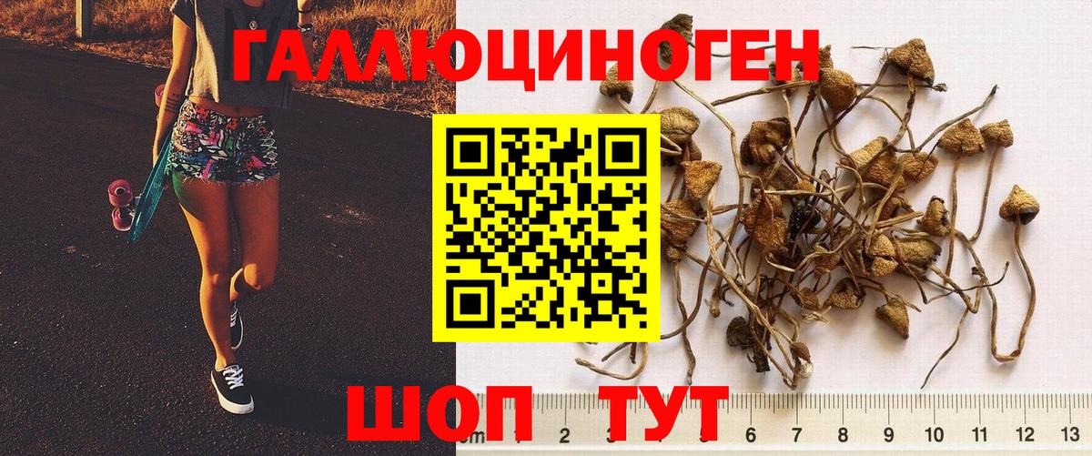 Псилоцибиновые грибы MAGIC MUSHROOMS  где найти наркотики  Вход с VPN  Петропавловск-Камчатский  Галлюциногенные грибы Cubensis 